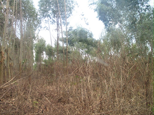 桂平市社坡镇桉树种植户草乙疏除草剂应用案例