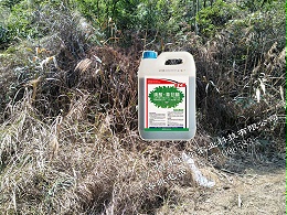 案例：草乙疏除草剂用于广东雷州桉树林地28天效果