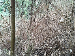 草乙疏除草剂在广西横州桉树林地35天使用效果展示