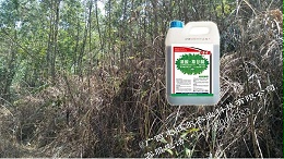 草乙疏除草剂在林地的使用案例