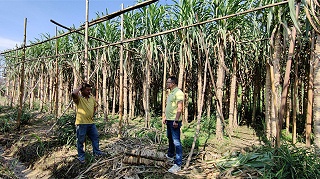 惠旺尔甘蔗肥用户回访