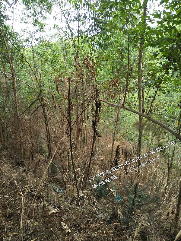广西桉树林除草