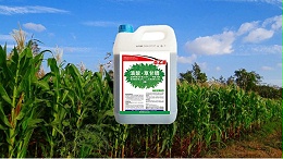 除草剂-滴酸•草甘膦能用于免耕法种玉米吗