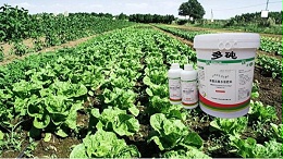 惠旺尔植保建议：冬季蔬菜施肥方法-施肥技术分享
