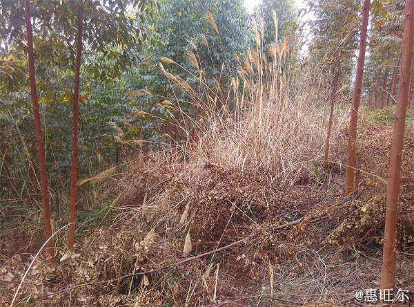 广西惠旺尔农业科技有限公司南宁那马镇共和村林地使用45%草一抒150g兑水15kg 2个月效果图